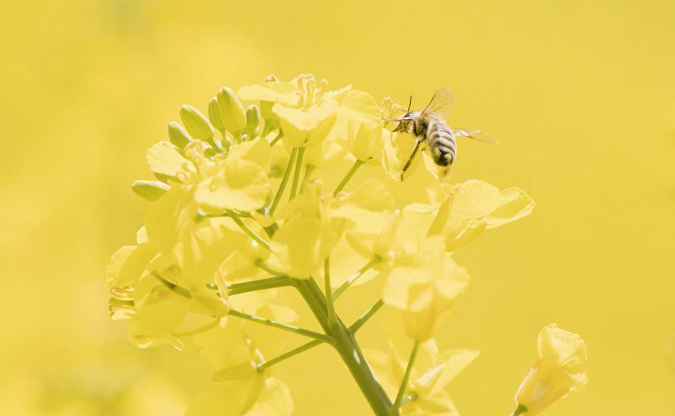 Biene auf Rapso-Blüte